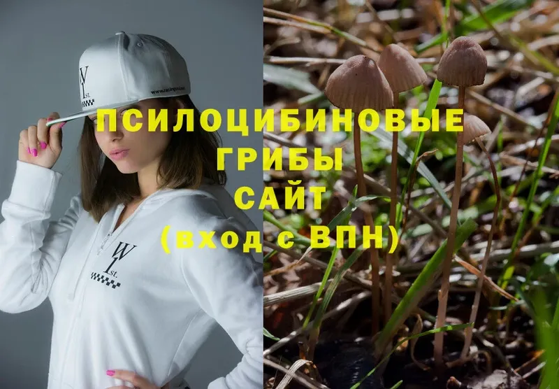 Псилоцибиновые грибы Psilocybe  закладки  Звенигово 